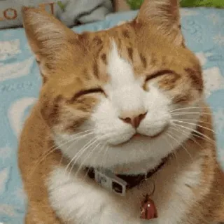 🐱 kucing, anak kucing, hewan peliharaan, hewan, imut, senang, tersenyum, domestik telegram sticker