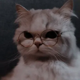 💈 Katze, Brille, Tier, Haustier, süß telegram sticker