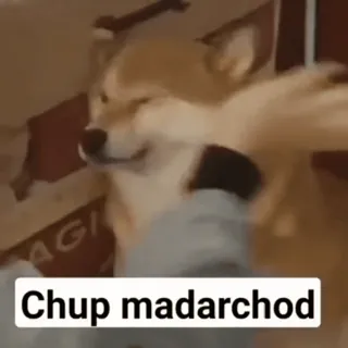 😡 Chup madarchod 犬, 攻撃的, ヒンディー語, 罵倒語 telegram sticker