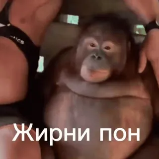🦧 Жирни пон Orangutan, Binatang, Primata telegram sticker