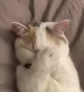 🤦‍♀️ gato, animal, fofo, animal de estimação, engraçado, sonolento, facepalm telegram sticker