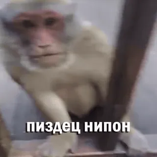 😧 пиздец нипон macaco, ofensivo, insulto, russo whatsapp sticker