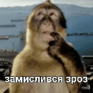 🤔 замислився эроз monkey, ape, thinking, curious whatsapp sticker