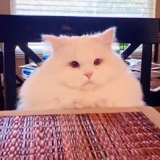 😕 cat, white cat, fluffy cat, cute cat, domestic animal, pet, animal telegram sticker