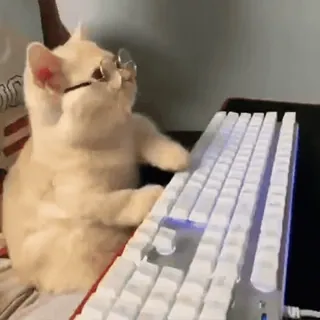 🏵 gato, teclado, óculos, animal, digitando, engraçado, meme, animal de estimação telegram sticker