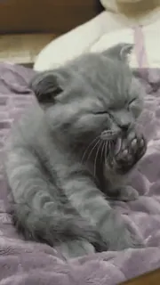 😝 кот, котенок, милый, животное, питомец, серый whatsapp sticker