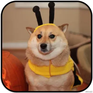 😶 dog, bee, costume, animal, pet telegram sticker