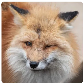 😉 fox, animal, mammal, wildlife, portrait, cute telegram sticker