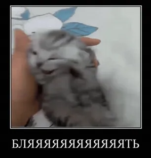 😖 БЛЯЯЯЯЯЯЯЯЯЯЯЯЯЯЯЯТЬ gatinho, gato, desfoque, russo, palavrão, animal telegram sticker