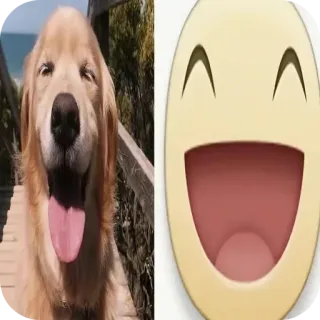 🐶 狗, 表情符号, 快乐, 金毛巡回猎犬, 动物, 宠物 telegram sticker