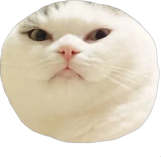 😪 Katze, süß, Tier, Sticker, Meme, lustig, Haustier telegram sticker