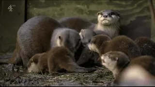 @vidromemi OTTERS telegram stickers