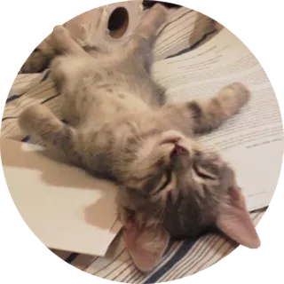 😓 cat, sleeping, lazy, pet, animal, domestic, kitten telegram sticker