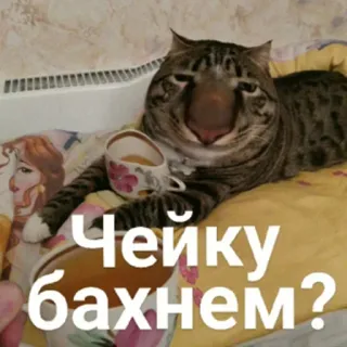 🍵 Чейку бахнем? 고양이, 차, 러시아어, 밈, 유머, 동물 telegram sticker