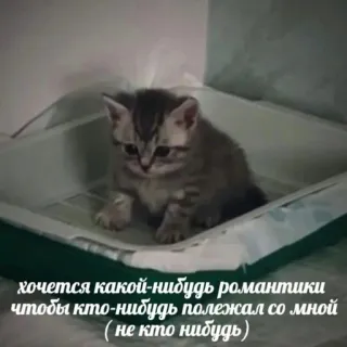🤍 хочется какой-нибудь романтики
чтобы кто-нибудь полежал со мной
(не кто нибудь) gato, gatinho, animal de estimação, animal, romântico, texto telegram sticker