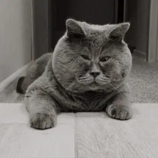 😳 mèo, động vật, mèo nhà, thú cưng, mèo xám, mèo lông ngắn Anh telegram sticker