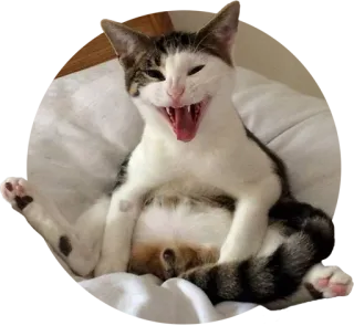 😆 cat, animal, pet, domestic animal, funny, adorable, mammal telegram sticker