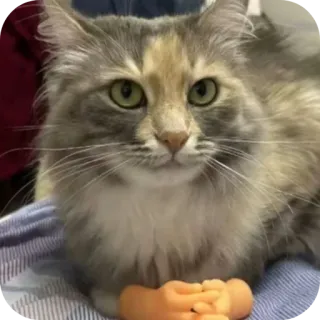🐱 whatsapp sticker