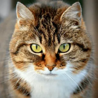 🐈 고양이, 동물, 집고양이, 애완동물, 고양이과, 포유류 telegram sticker