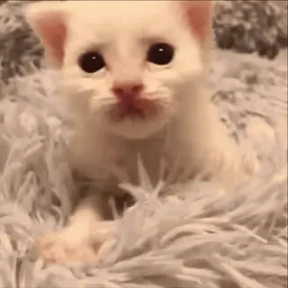 🤗 gatinho, gato, fofo, animal, animal de estimação whatsapp sticker