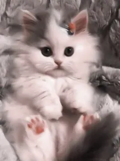 🎀 小猫, 猫, 可爱, 动物, 毛茸茸, 宠物 telegram sticker