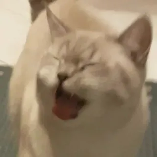 😾 猫, 動物, あくび, ペット, 哺乳類 telegram sticker