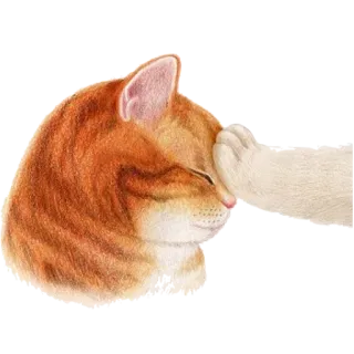 😤 고양이, 애완동물, 동물, 얼굴 감싸기, 주황 고양이, 웃긴 telegram sticker