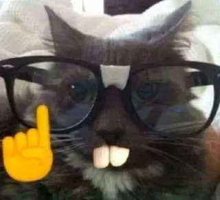 🤓 고양이, 안경, 웃긴, 밈, 가운데 손가락, 이모지 telegram sticker