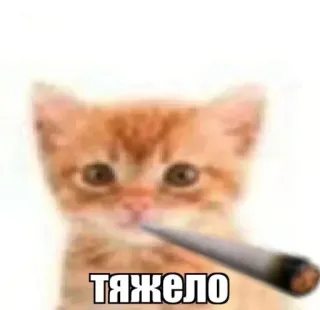 🚬 cat ТЯЖЕЛО cat, kitten, smoking, cigarette, funny, meme, stressed, tabby telegram sticker