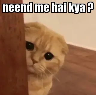 👀 neend me hai kya ? gato, meme, dormilón, indio, hindi telegram sticker