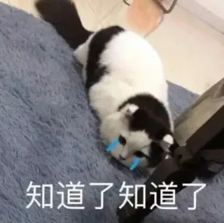 😭 知道了知道了知道了 gato, llorando, triste, meme, gatito, mascota, animal telegram sticker