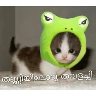 😂 തണ്ണീായിലോടു തവളച്ചി kat, kitten, kikker, kostuum, dier, schattig telegram sticker