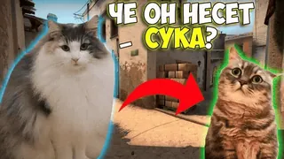 🌟 ЧЕ ОН НЕСЕТ СУКА? katzen, memes, lustig, russisch, beleidigende sprache whatsapp sticker