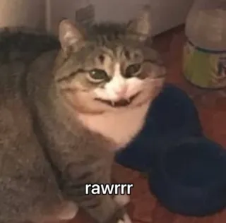 😾 rawrrr cat, animal, pet, cute, rawr, funny, meme whatsapp sticker