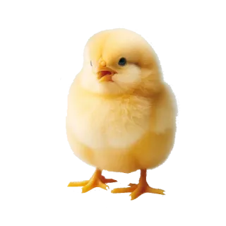 Neiro Animals @a_lot_of_facts telegram stickers