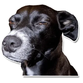 😑 dog, black, portrait, animal, domestic whatsapp sticker