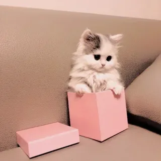 ❤ gato, gatito, lindo, animal, caja, mascota whatsapp sticker