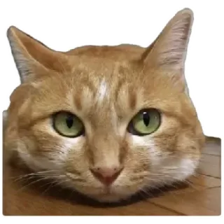 🐈 cat, animal, pet, ginger cat, domestic animal, feline telegram sticker