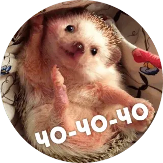 😑 чо-чо-чо hérisson, mignon, animal telegram sticker