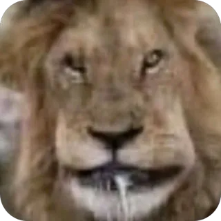 🫥 lion, animal, faune, roi, nature, safari telegram sticker