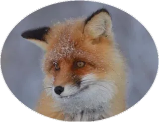 🦊 fuchs, tier, wildtier, natur, winter, säugetier telegram sticker