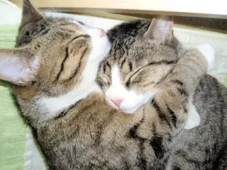 ❤ 고양이, 고양이들, 동물, 귀여운, 포옹, 잠 telegram sticker