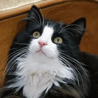 😏 gatto, animale, animale domestico, bianco e nero, mammifero, animale domestico telegram sticker