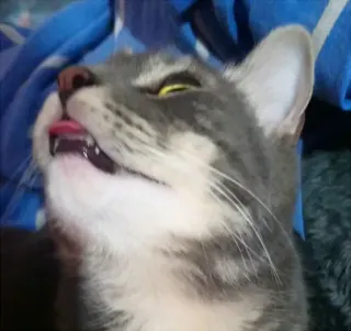 👄 gato, língua, engraçado, animal, animal de estimação, fofo telegram sticker