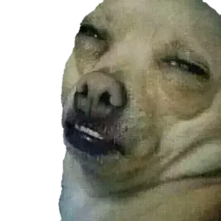 ✋ chien, chihuahua, drôle, mème, sommeil, mignon, animal telegram sticker