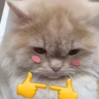 👉 kucing, lucu, imut, binatang, meme, jempol telegram sticker
