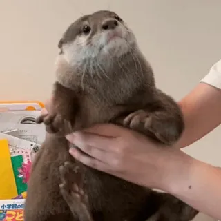 😲 loutre, animal, mignon, mammifère, animal de compagnie, faune telegram sticker