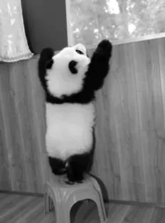 😁 panda, animal, bear, cute, wildlife, zoo telegram sticker
