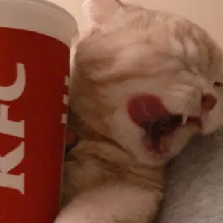 😺 gato, KFC, animal, lambendo, língua whatsapp sticker