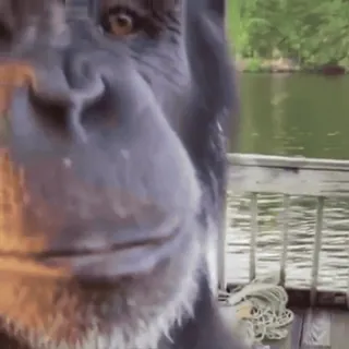 🍸 chimpanzé, macaco, animal, mamífero, primata whatsapp sticker